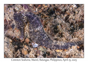 Common Seahorse