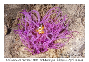 Corkscrew Sea Anemone