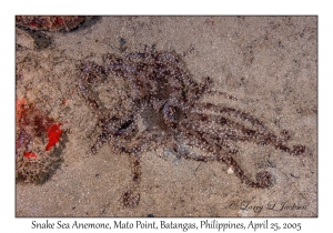 Snake Sea Anemone