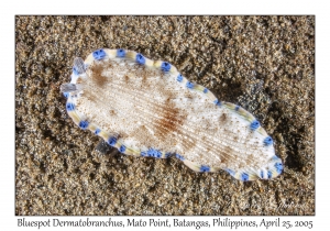 Bluespot Dermatobranchus