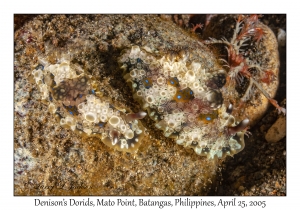 Denison's Dorid