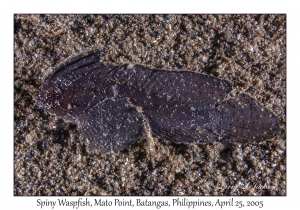 Spiny Waspfish