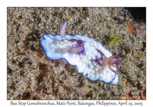 Bus Stop Goniobranchus