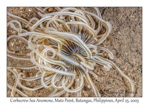 Corkscrew Sea Anemone