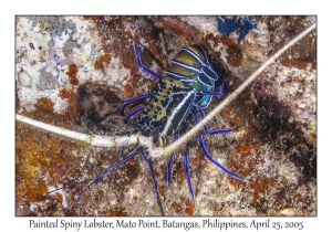 Painted Spiny Lobster