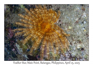 Feather Star