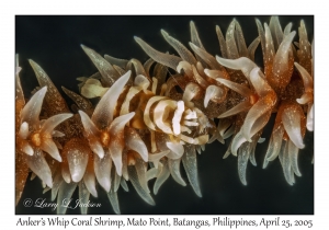 Anker's Whip Coral Shrimp