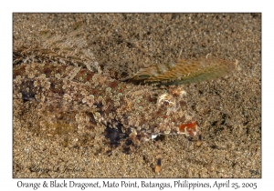 Orange & Black Dragonet