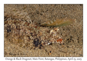 Orange & Black Dragonet