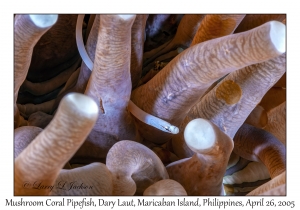 Mushroom Coral Pipefish