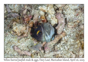 Yellowbarred Jawfish