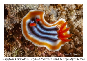 Magnificent Chromodoris