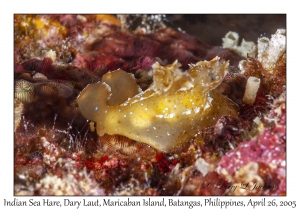 Indian Sea Hare