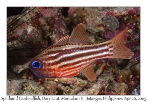 Splitband Cardinalfish