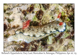 Bolland's Hypselodoris