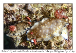 Bolland's Hypselodoris