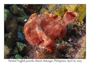 Painted Frogfish juvenile