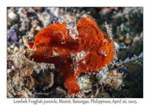 Lembeh Frogfish juvenile