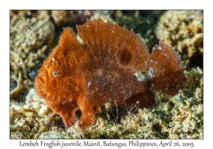 Lembeh Frogfish juvenile