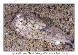 Long-arm Octopus