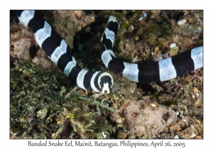 Banded Snake Eel