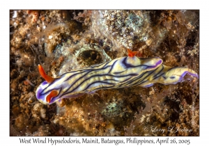 West Wind Hypselodoris