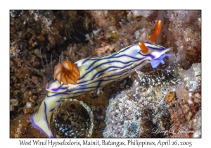 West Wind Hypselodoris