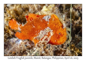 Lembeh Frogfish juvenile