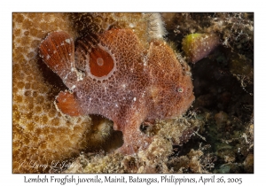 Lembeh Frogfish juvenile