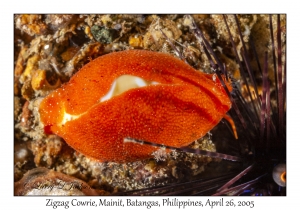 Zigzag Cowrie