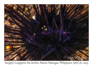 Savigny's Longspine Sea Urchin