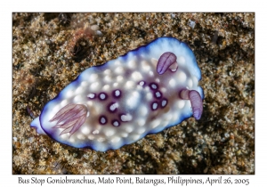 Bus Stop Goniobranchus