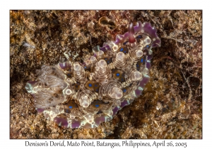 Denison's Dorid