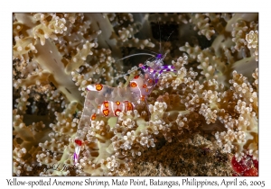 Yellow-spotted Anemone Shrimp