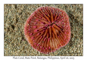 Plate Coral