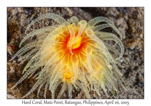 Hard Coral