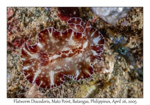 Flatworm Discodoris