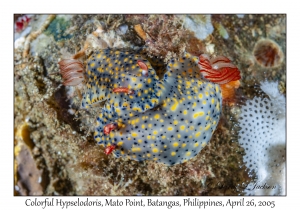 Colorful Hypselodoris