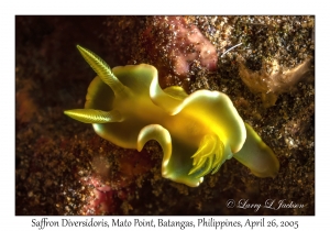 Saffron Diversidoris