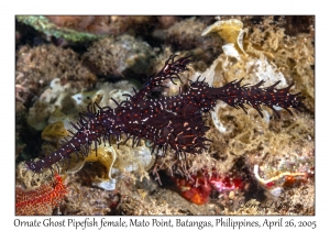 Ornate Ghost Pipefish female