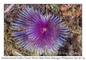 Undetermined Feather Duster Worm