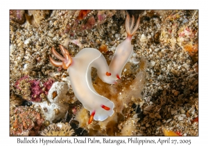 Bullock's Hypselodoris