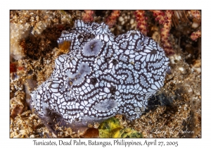 Tunicates