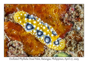 Ocellated Phyllidia