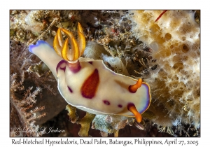 Red-blotched Hypselodoris