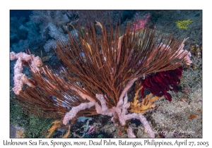 Unknown Sea Fan