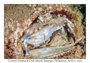 Coconut Octopus & Crab