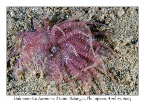 Unknown Sea Anemone