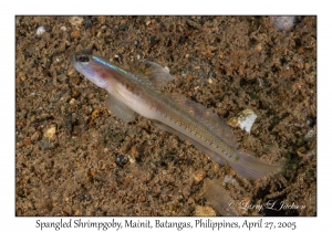 Spangled Shrimpgoby