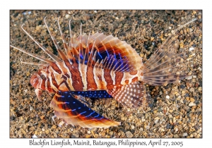 Blackfin Lionfish